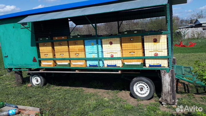 Продам пасеку