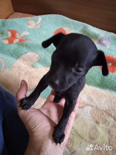 Той-терьер щенки