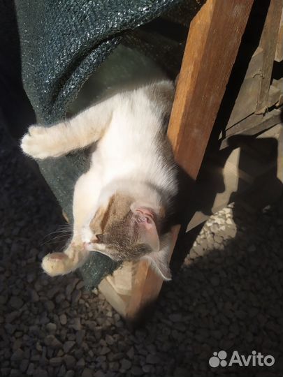 Котятки в добрые руки