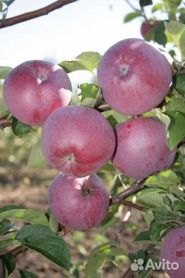 Саженцы яблони