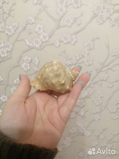 Маленькая ракушка со звуком моря