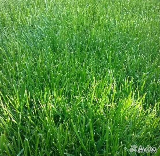 Травосмесь