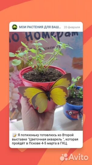 Мята в горшке