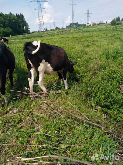 Тёлка стельная