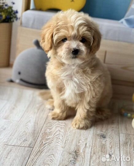 Собаки щенки мальтипу mini