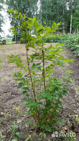 Саженцы и Цветы