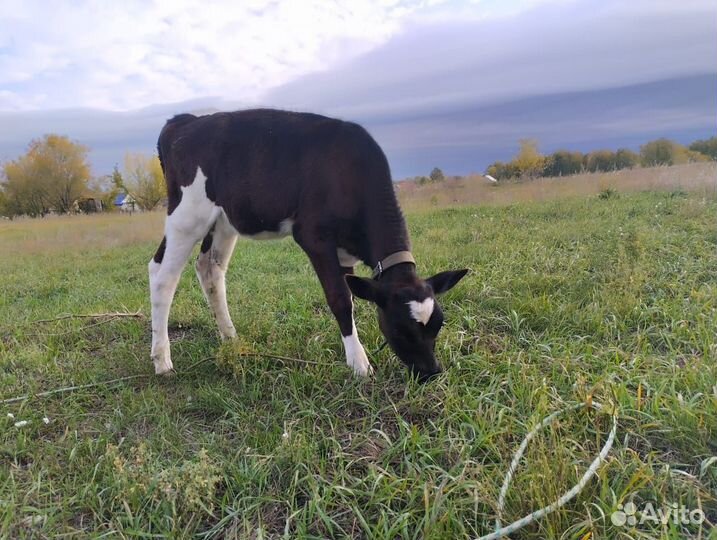 Теленок, тёлочка 3 мес