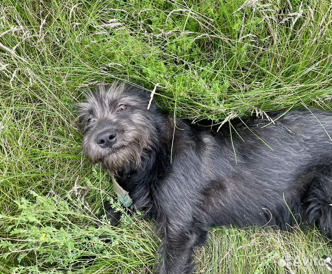 Собака в добрые руки и ответсвенные руки