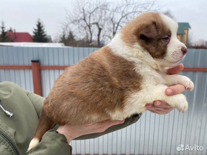 Бордер колли щенки