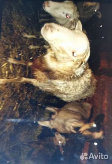 Кутумский баран