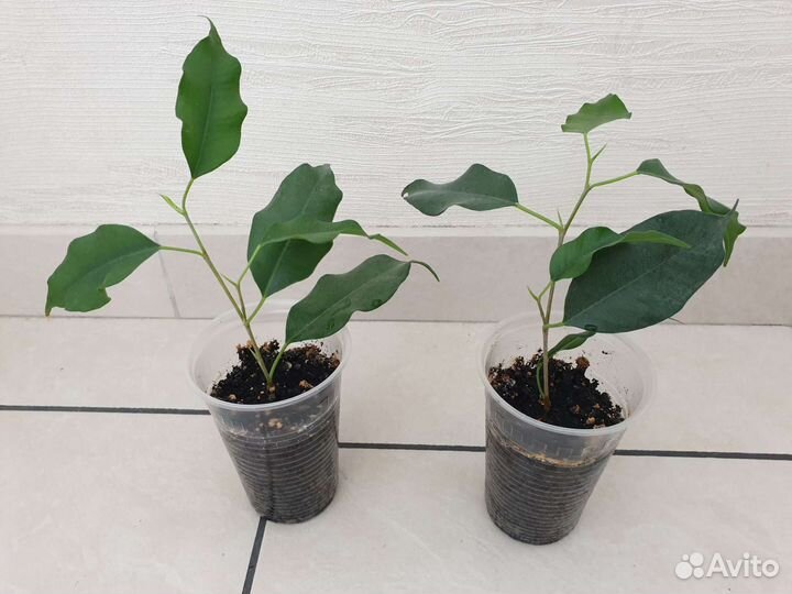 Фикус Бенджамина