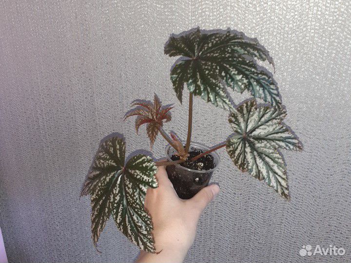 Бегония Грифон