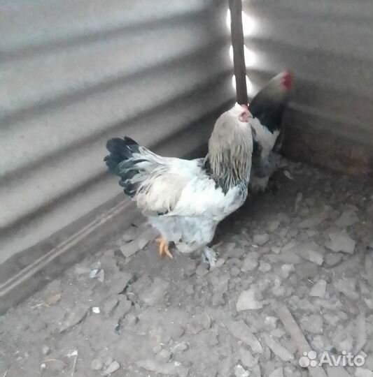 Петухи породы Брама