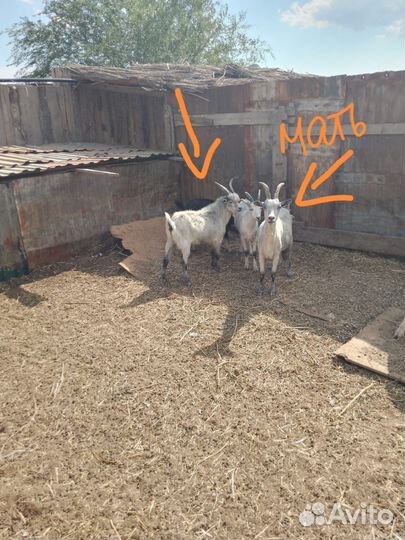Козёл на племя