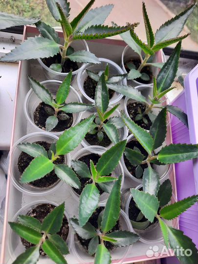 Каланхоэ лечебное