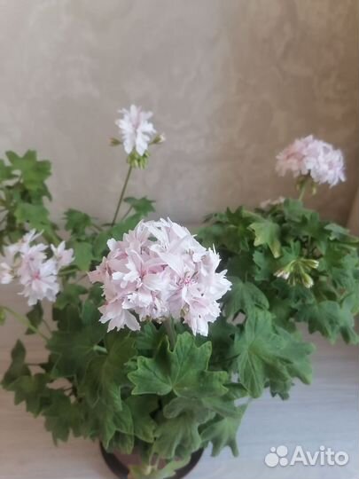 Герань пеларгония звездчатая белая