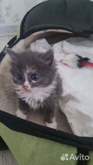 Отдам котенка