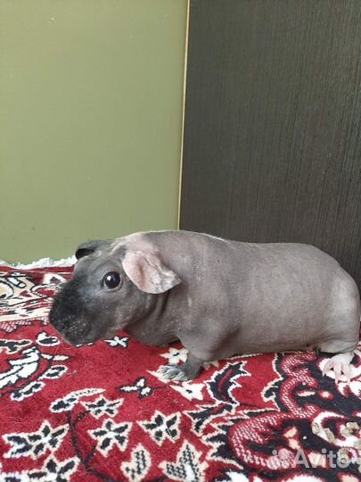 Морские свинки скинни девочки