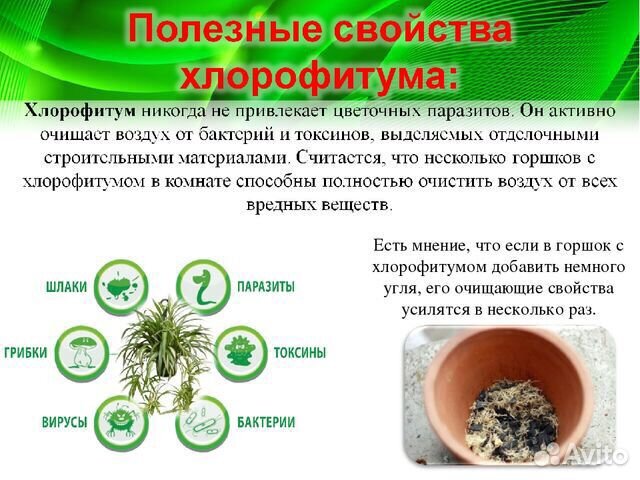 Хлорофитум