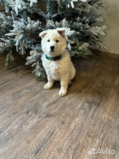 Швейцарская овчарка