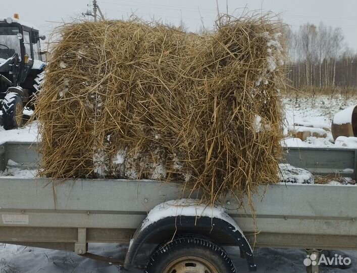 Сено солома 2023