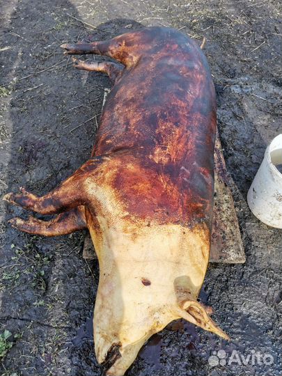 Мясо свинина