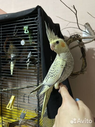 Птенец кореллы