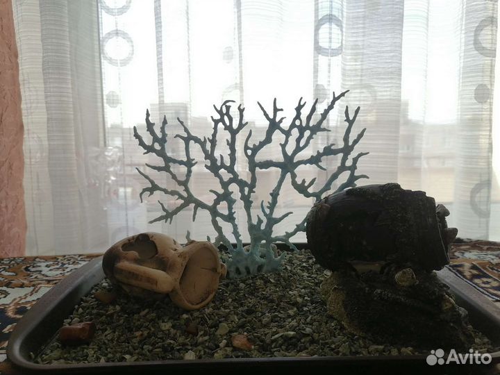 Аквариумы и все для них