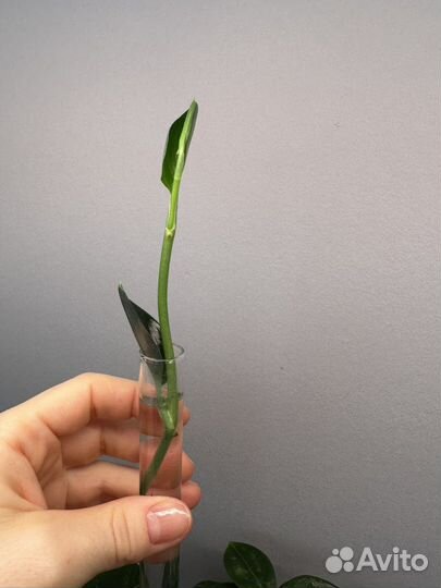 Сциндапсус dark form