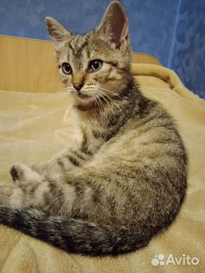 Кошка в дар бесплатно