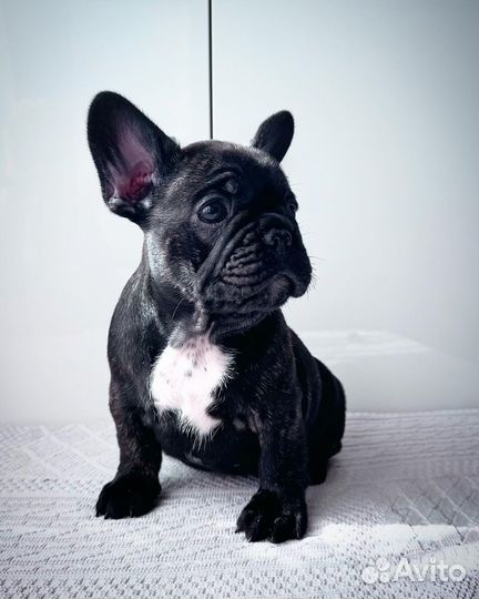 Французский бульдог