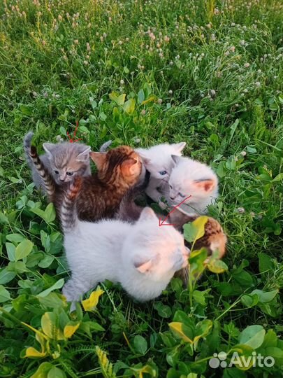Котята домашние