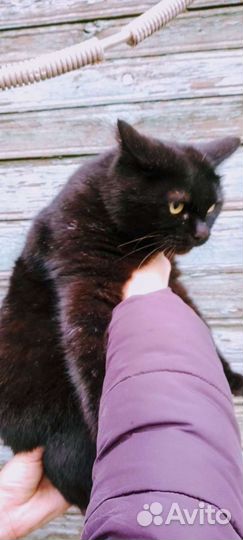 Ласковая киса Куцехвостик-мышеловка/стерильная