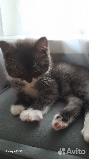Кот