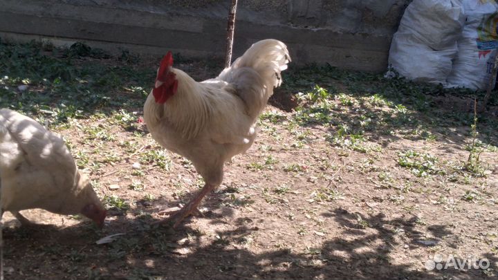 Куры петухи