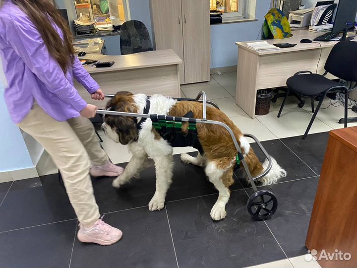 Инвалидная коляска для собак