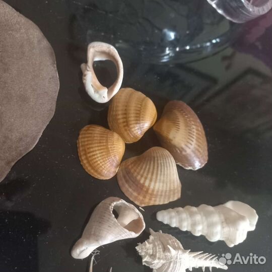 Коралл ракушки морская звезда