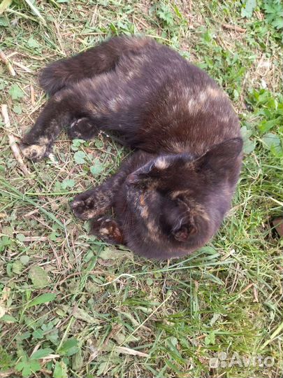 Отдам кошку