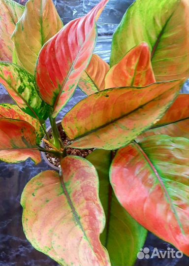 Аглаонема Маха хенг