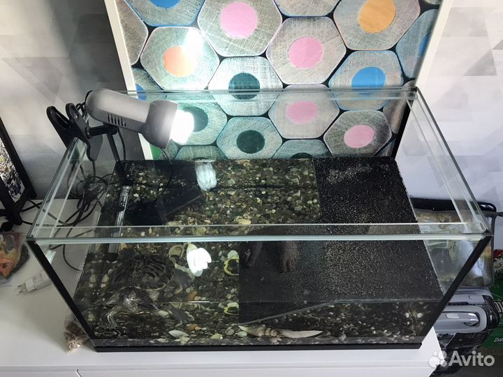 Красноухая черепаха с аквариумом