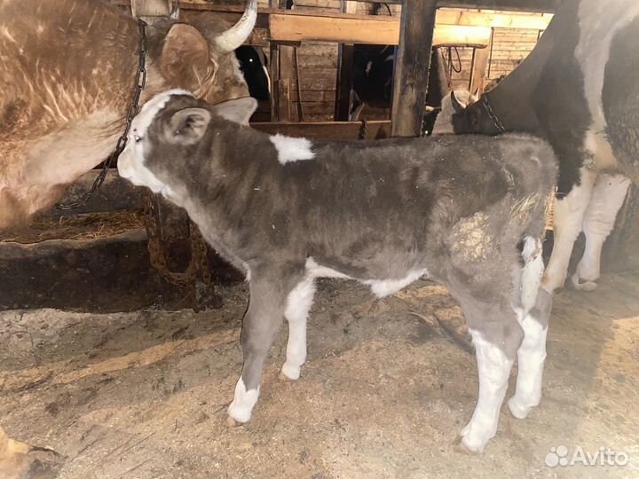 Коровы бычки телята