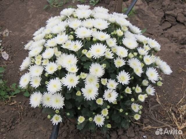 Хризантема кустовая 10 сортов