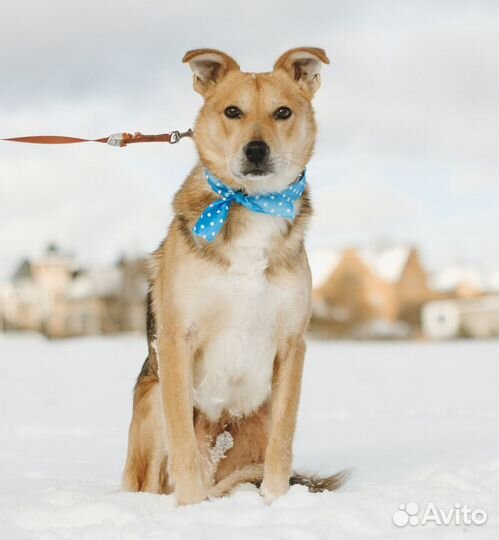 Собака, мальчик