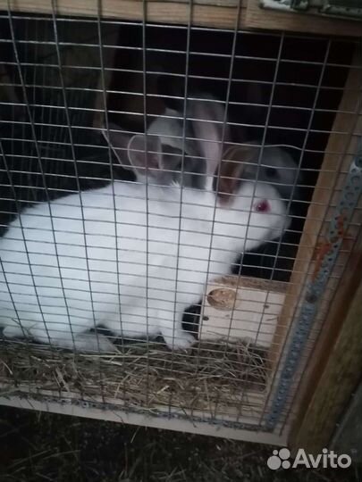 Кролики, мясо