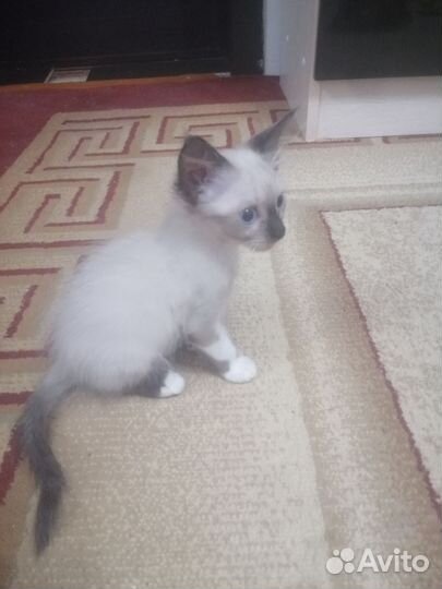 Кошка невская маскарадная котята