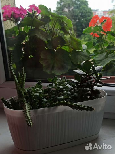 Комнатные цветы