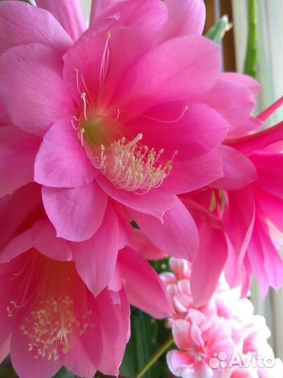 Эпифиллум комнатный цветок