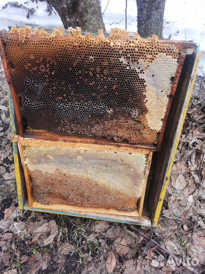 Рамки с вощиной