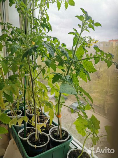 Продажа рассады томатов