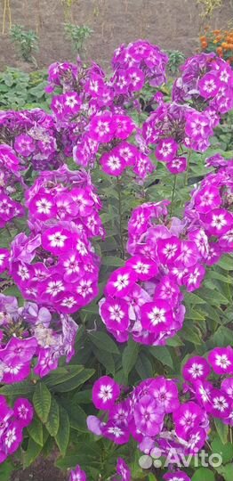 Флоксы сортовые